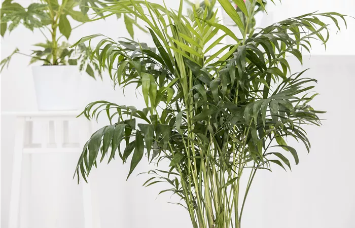 Areca catechu Areca catechu