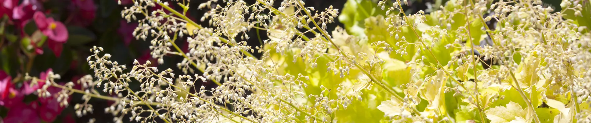 Heuchera Heuchera