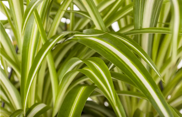 Chlorophytum comosum Chlorophytum comosum