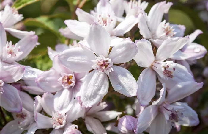 Deutzia x hybrida 'Mont Rose' Deutzia x hybrida 'Mont Rose'