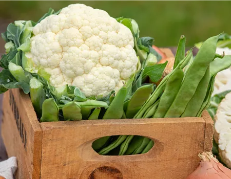 Der Anbau der beliebtesten Gemüsearten 