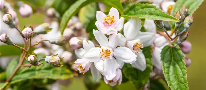 Deutzia x hybrida 'Mont Rose'