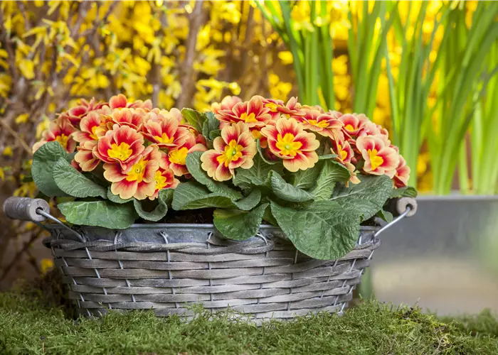 Primeln pflanzen und einen bunten Frühling genießen