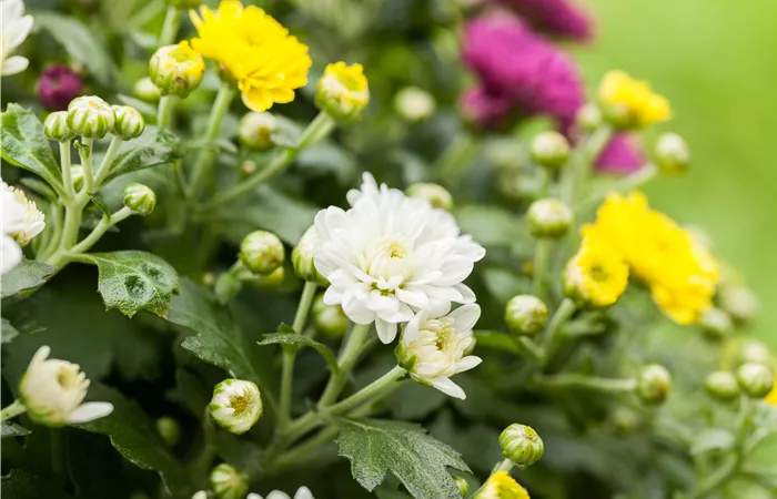 Chrysanthemum indicum 'Trio' Chrysanthemum indicum 'Trio'