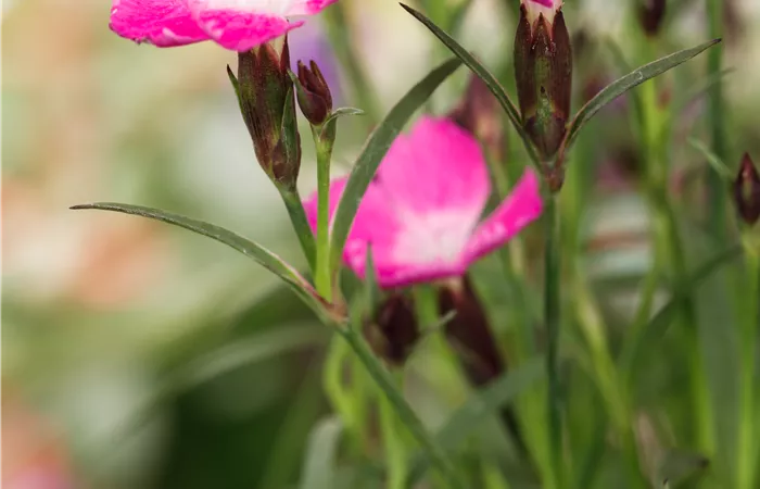 Dianthus 'Kahori'® Dianthus 'Kahori'®