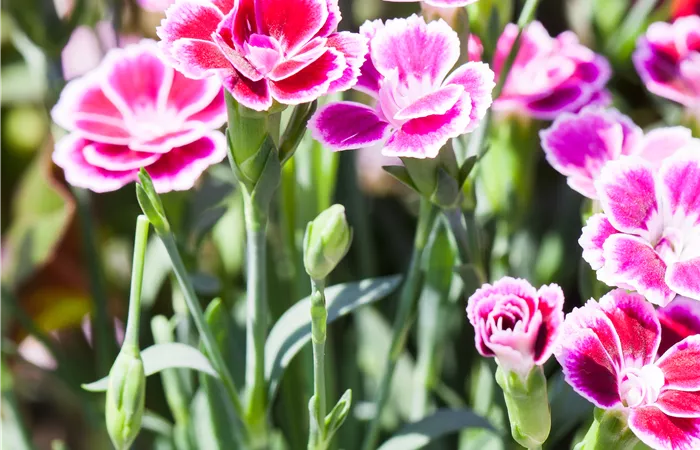 Dianthus 'Pink Kisses'® Dianthus 'Pink Kisses'®