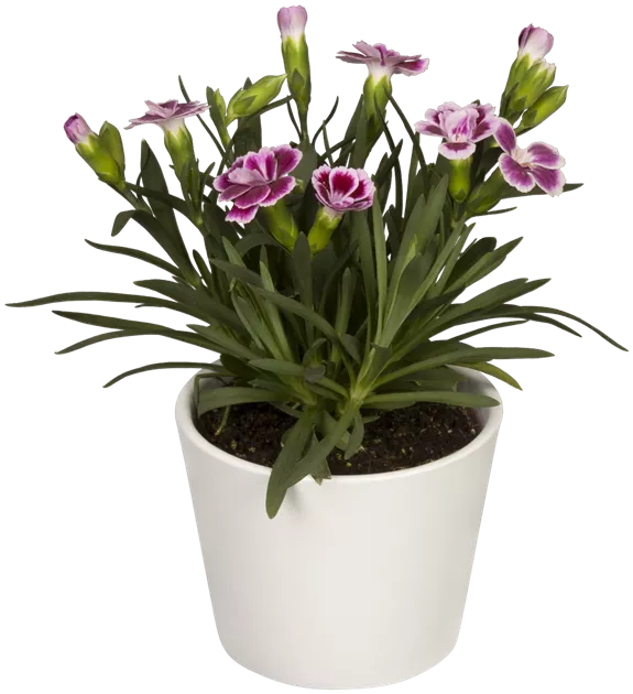 Dianthus 'Pink Kisses'