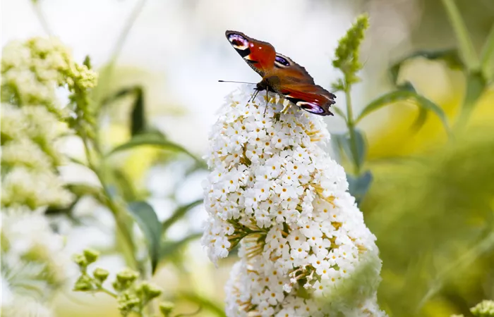 Buddleja davidii Buddleja davidii