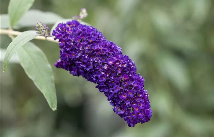 Buddleja davidii 'Black Knight' Buddleja davidii 'Black Knight'