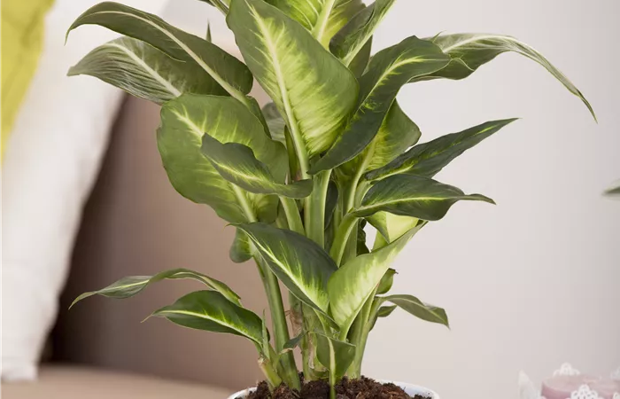 Dieffenbachia maculata