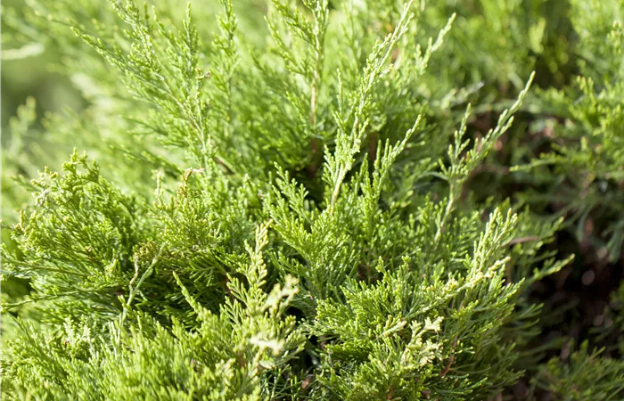 Juniperus x pfitzeriana 'Mint Julep' Juniperus x pfitzeriana 'Mint Julep'