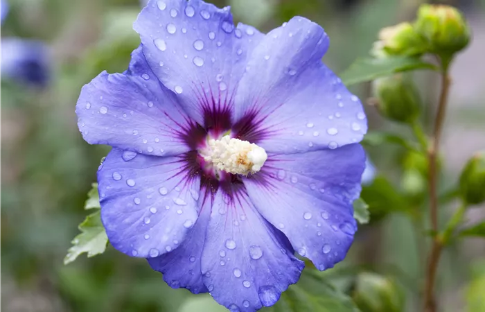 Hibiscus syriacus 'Oiseau Bleu' Hibiscus syriacus 'Oiseau Bleu'