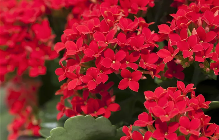 Kalanchoe blossfeldiana Kalanchoe blossfeldiana