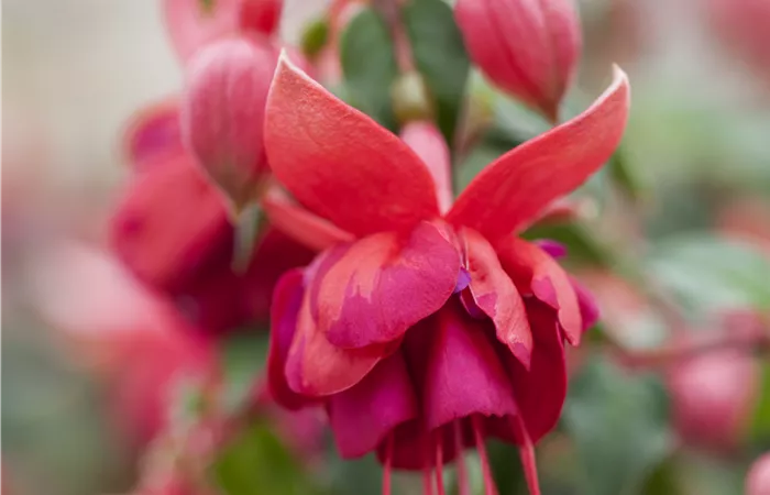 Fuchsia 'Jollies'® Fuchsia 'Jollies'®