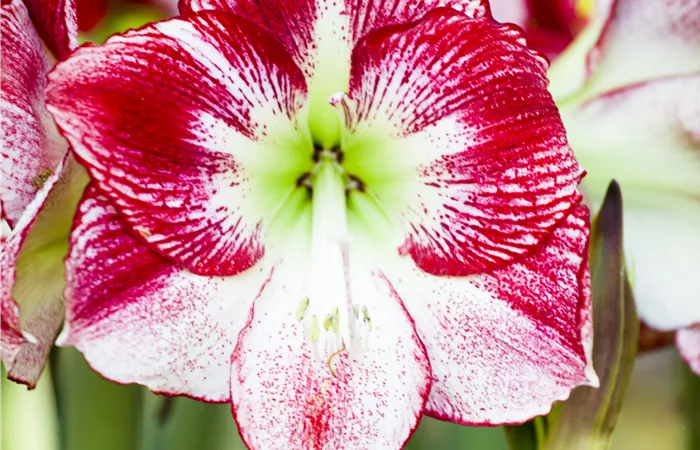 Hippeastrum Hippeastrum