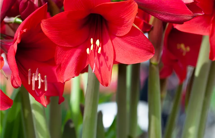 Hippeastrum 'Kolibri' Hippeastrum 'Kolibri'