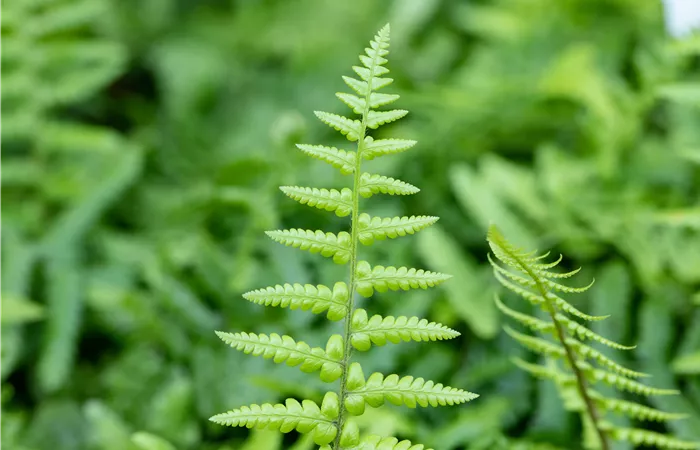 Dryopteris affinis Dryopteris affinis