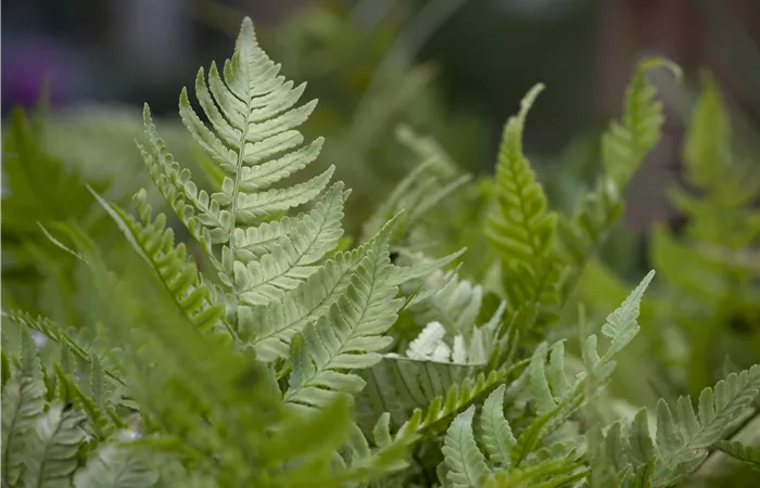 Dryopteris erythrosora Dryopteris erythrosora