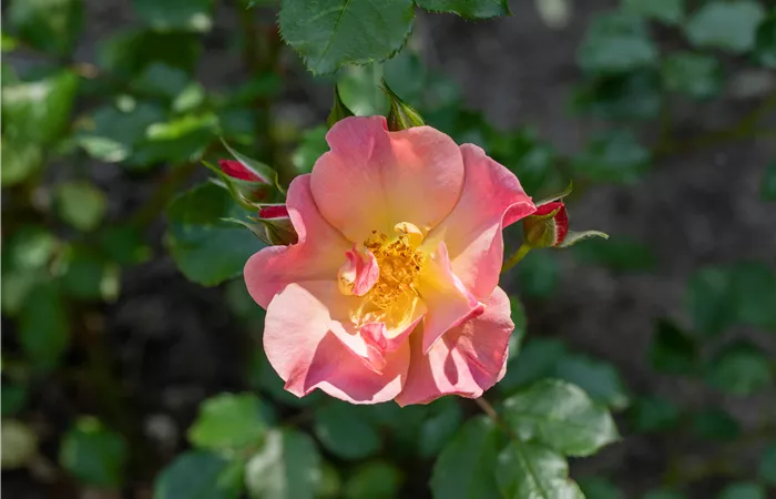 Kleinstrauchrose Kleinstrauchrose