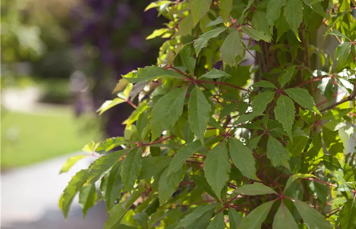 Kletterpflanzen Kletterpflanzen