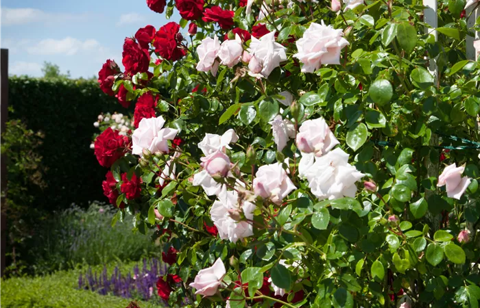 Kletterrose Kletterrose