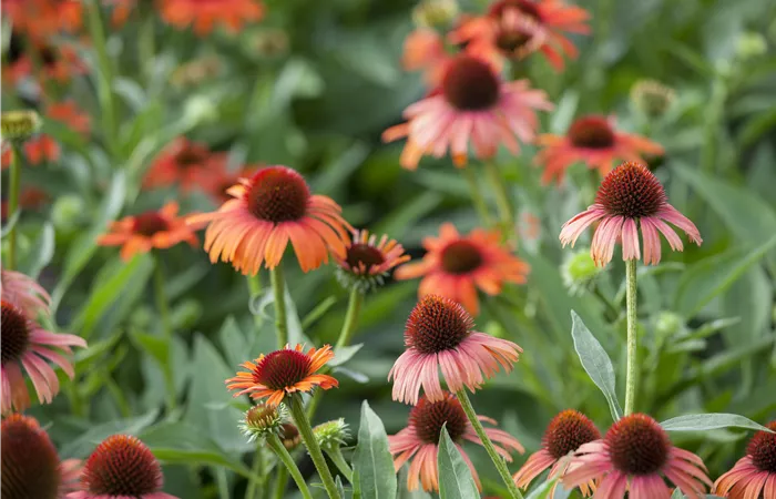 Echinacea purpurea Echinacea purpurea