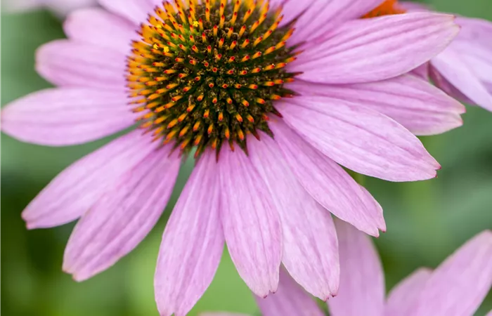 Echinacea purpurea 'PowWow'® Echinacea purpurea 'PowWow'®