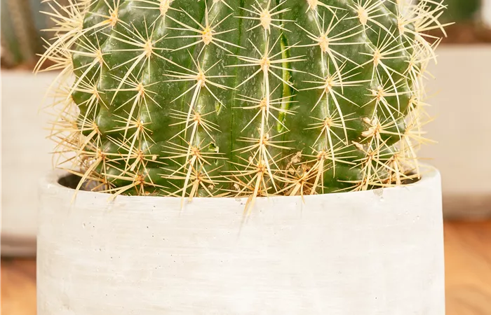 Echinocactus grusonii Echinocactus grusonii