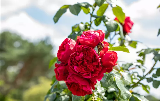 Rosen pflegen – So bleibt die Königin im Garten gesund und hübsch Rosen pflegen – So bleibt die Königin im Garten gesund und hübsch