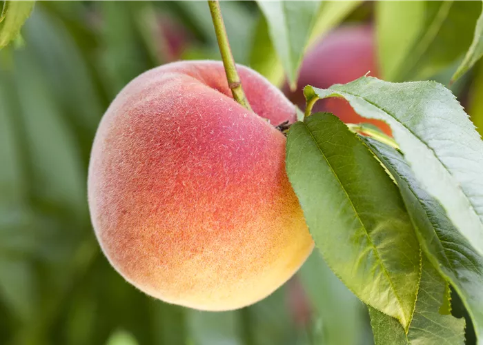 Leckere Snacks im Sommer – Pfirsich aus dem eigenen Garten