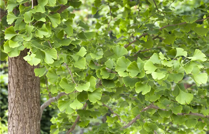 Ginkgo biloba Ginkgo biloba