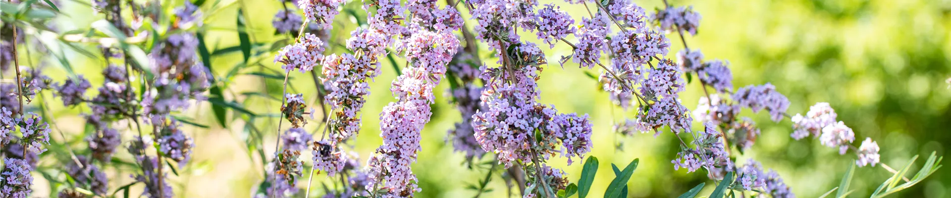 Schmetterlingsflieder Schmetterlingsflieder