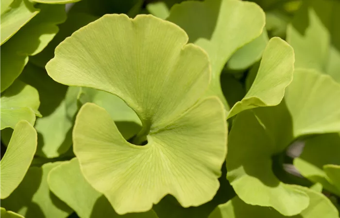 Ginkgo biloba 'Mariken' Ginkgo biloba 'Mariken'