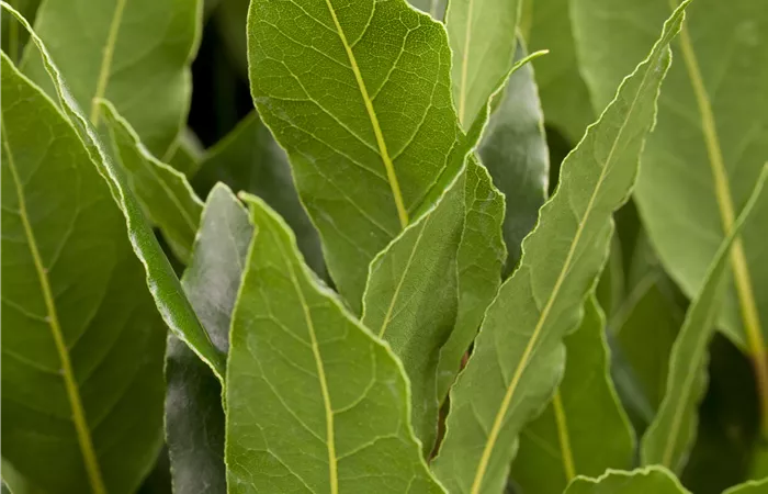 Laurus nobilis Laurus nobilis