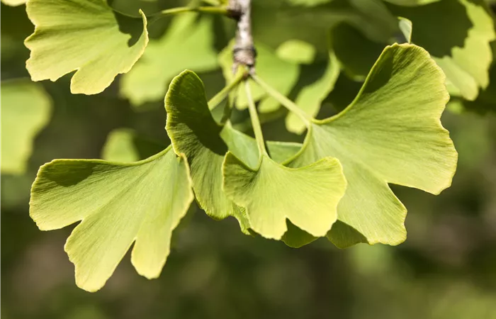 Ginkgo biloba 'Menhir'® Ginkgo biloba 'Menhir'®