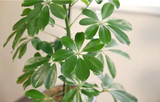 Zimmerpflanzenportrait - Strahlenaralie Zimmerpflanzenportrait - Strahlenaralie