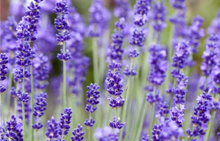 Lavandula angustifolia