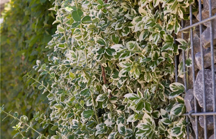 Euonymus fortunei 'Emerald Gaiety'
