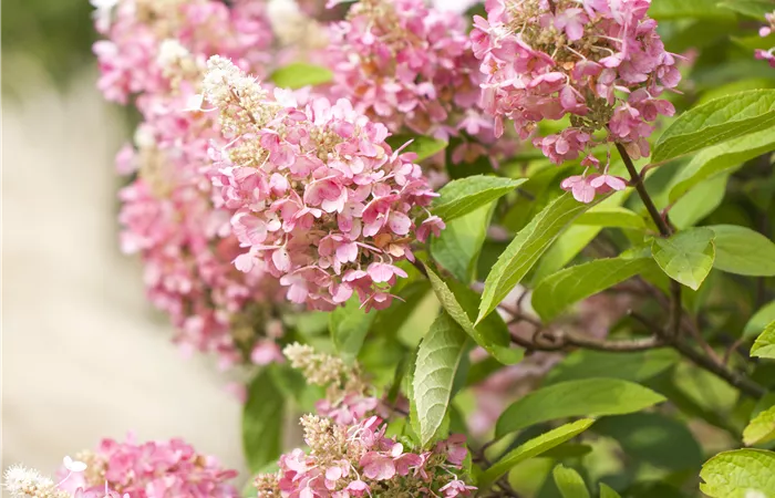 Hydrangea paniculata 'Pinky Winky'® Hydrangea paniculata 'Pinky Winky'®