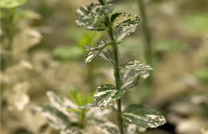 Euonymus fortunei 'Harlequin'