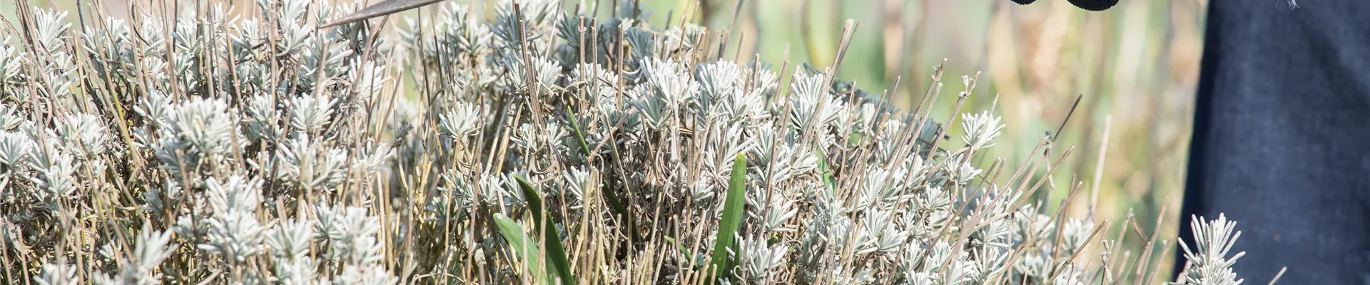 Lavendelschnitt Lavendelschnitt