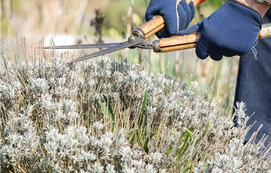 Zeit für den Rückschnitt im Frühjahr Zeit für den Rückschnitt im Frühjahr
