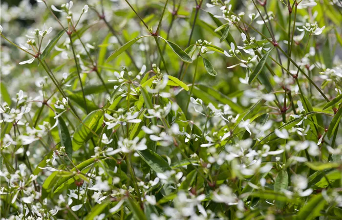 Euphorbia hypericifolia Euphorbia hypericifolia