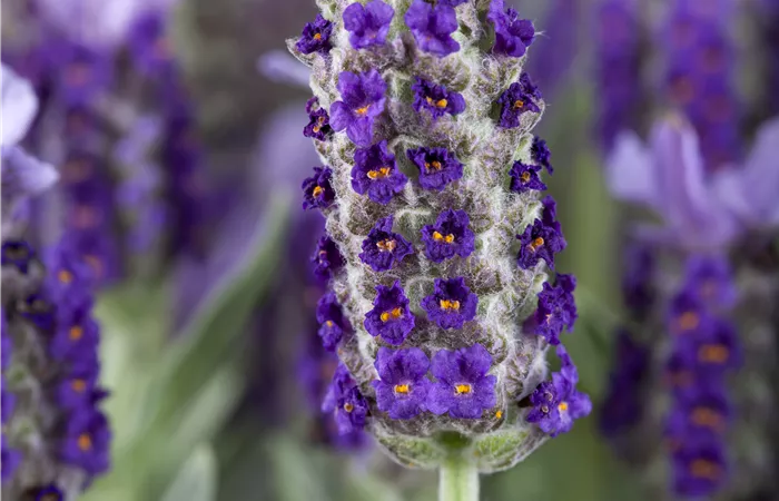 Lavandula stoechas Lavandula stoechas