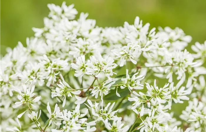 Euphorbia hypericifolia 'Diamond Frost'(s) Euphorbia hypericifolia 'Diamond Frost'(s)
