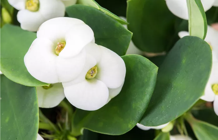 Euphorbia milii Euphorbia milii