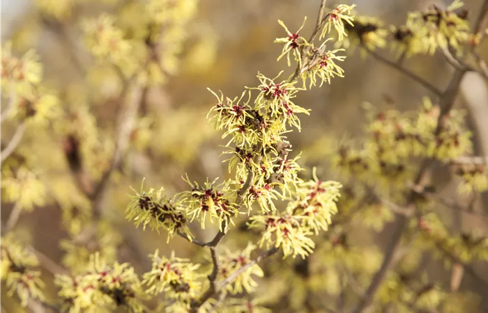 Hamamelis x intermedia Hamamelis x intermedia