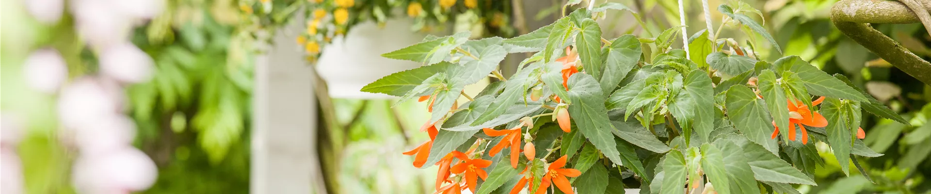 Begonia boliviensis