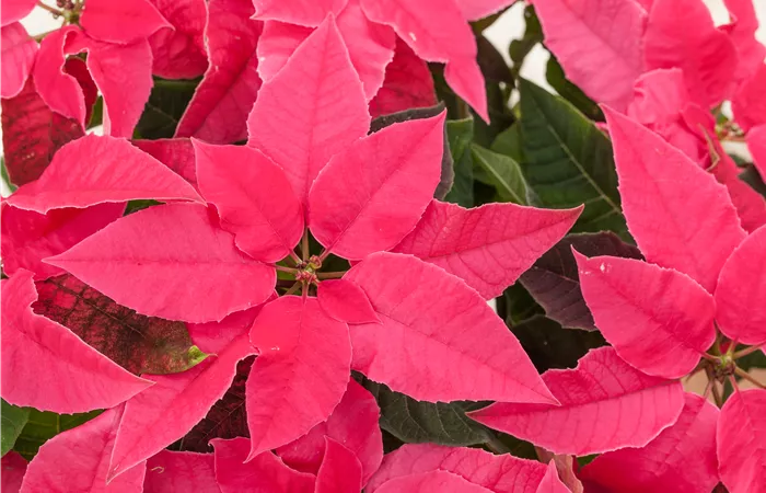 Euphorbia 'Princettia'® Euphorbia 'Princettia'®