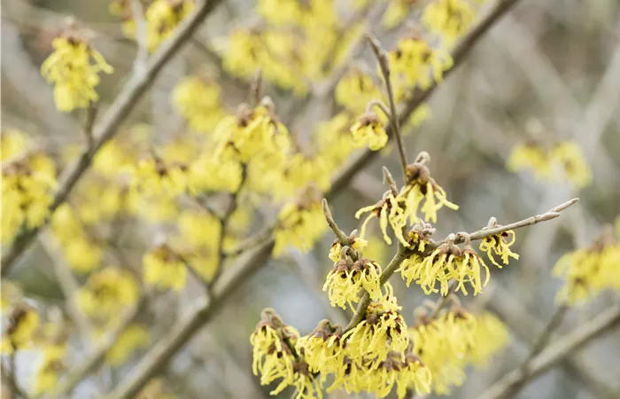 Hamamelis x intermedia 'Arnold Promise' Hamamelis x intermedia 'Arnold Promise'